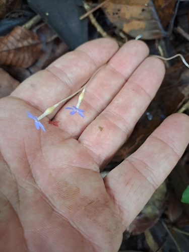 Image of Voyria tenella by (c) keesgroenendijk, some rights reserved (CC BY)