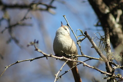 Cranioleuca pyrrhophia