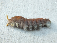 Papilio multicaudata