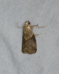 Acrobasis juglandis