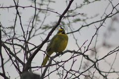 Gubernatrix cristata