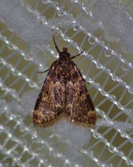 Aglossa caprealis