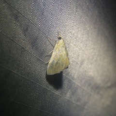 Glaphyria glaphyralis