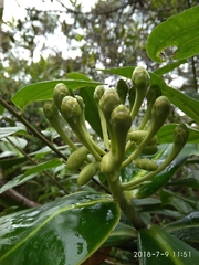 Marcgraviaceae
