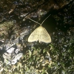 Crocidophora serratissimalis