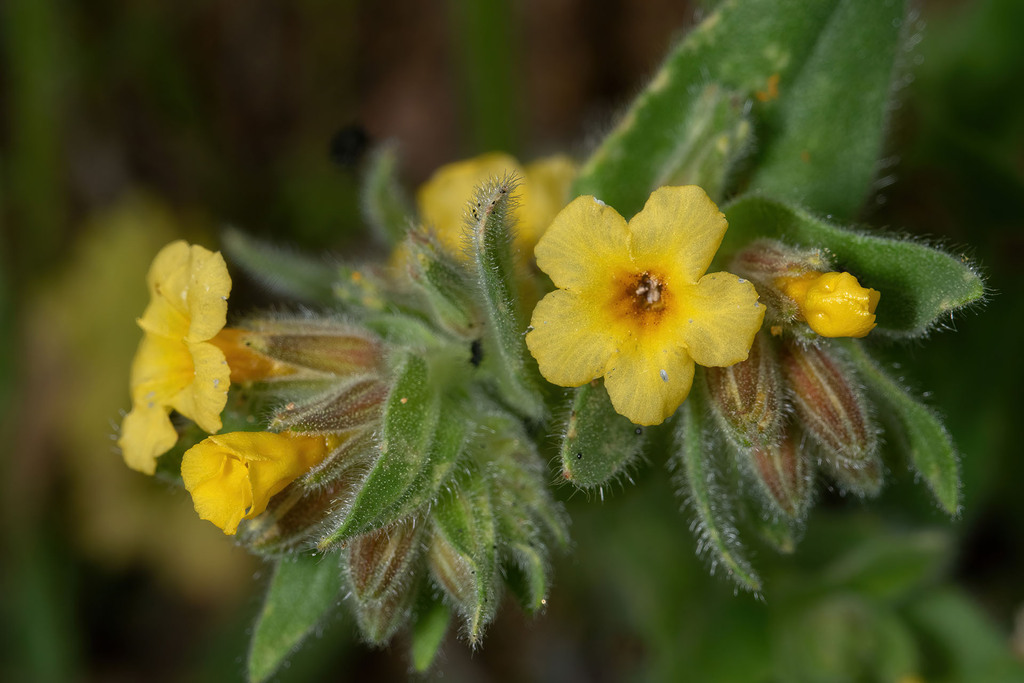 Alkanna calliensis