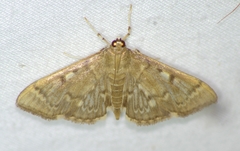 Herpetogramma aeglealis