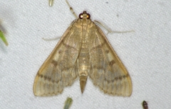 Herpetogramma aeglealis
