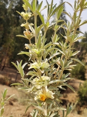 Rydingia integrifolia image