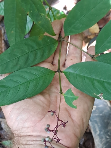 Palicourea deflexa, photograph 3