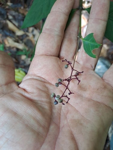 Palicourea deflexa, photograph 4
