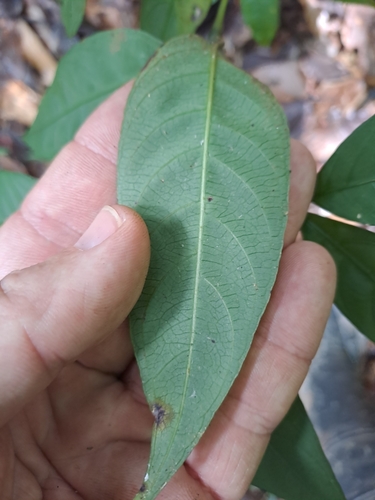 Palicourea deflexa, photograph 6