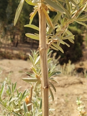 Rydingia integrifolia image