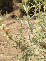 Rydingia integrifolia image