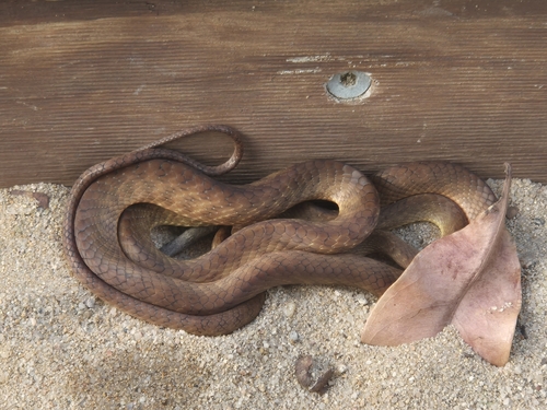 Brown Tree Snake sighting