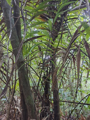 Black-palm (Oenocarpus mapora)