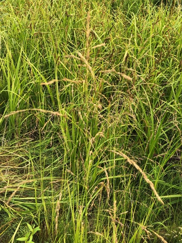 Mackenzie Valley Mannagrass (Glyceria pulchella)