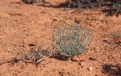 Gethyllis grandiflora