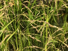 Glyceria pulchella