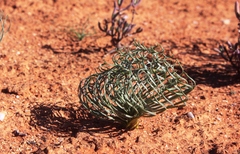Gethyllis grandiflora