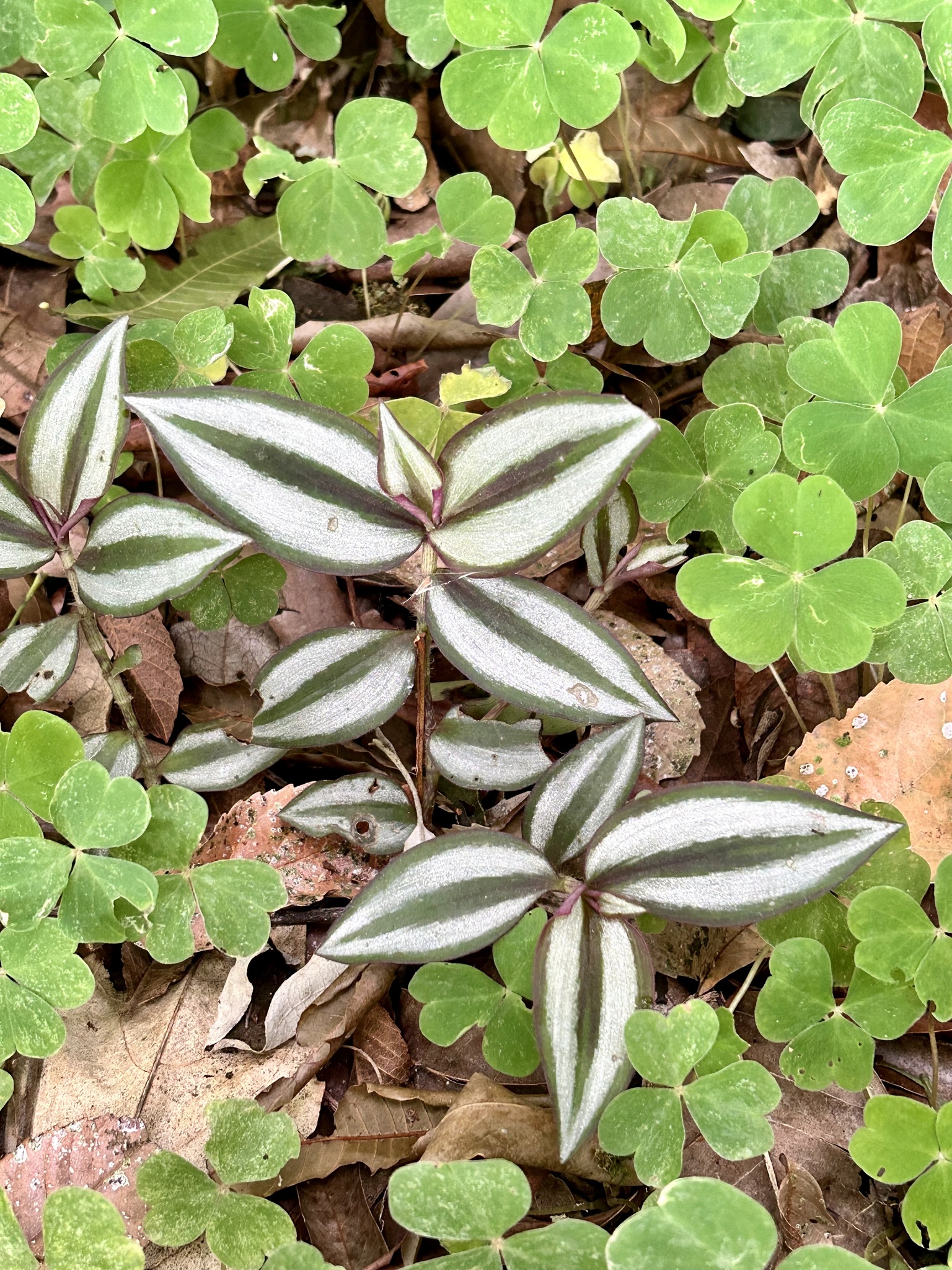 Tradescantia zebrina