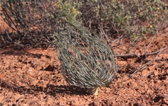 Gethyllis grandiflora