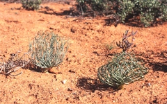 Gethyllis grandiflora
