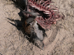 Connochaetes taurinus