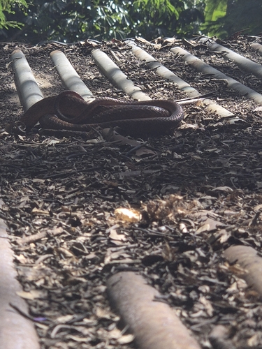 Brown Tree Snake sighting