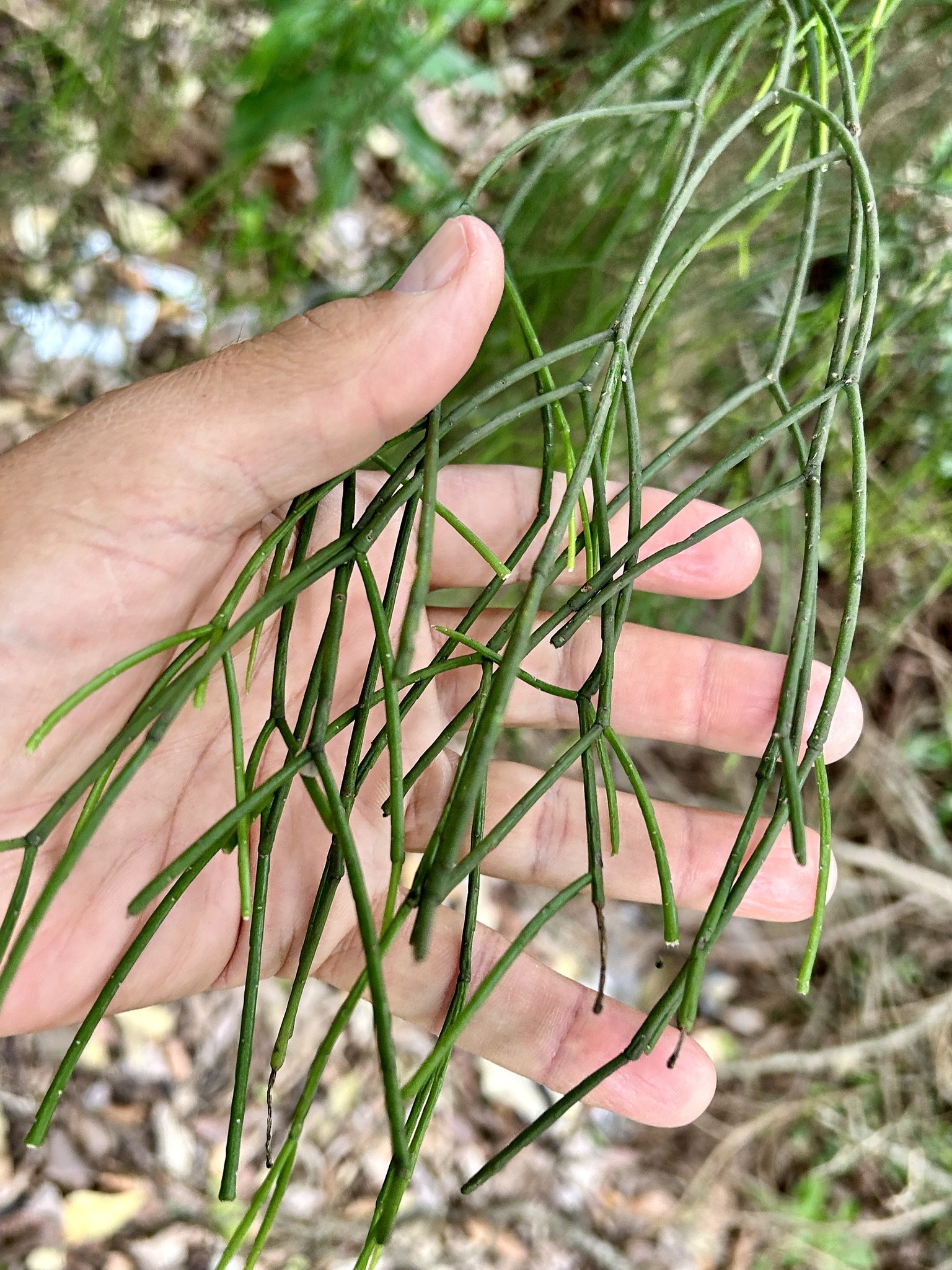 Rhipsalis teres