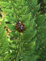 Harmonia axyridis