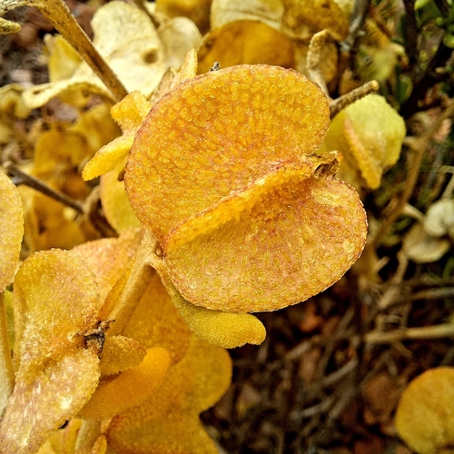 Image of Tetragonia sarcophylla by (c) kevin koen, some rights reserved (CC BY-SA)