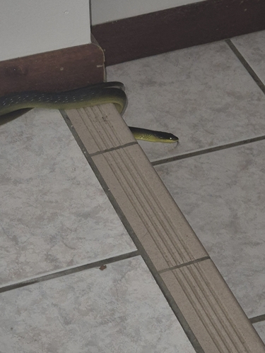 Common Tree Snake sighting