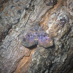 Metalectra quadrisignata