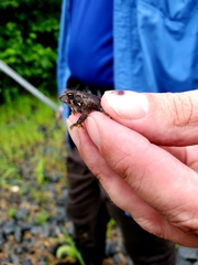 Anaxyrus americanus
