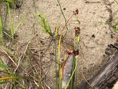 Juncus castaneus