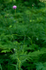 Cirsium serratuloides