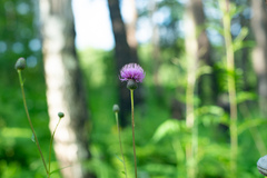 Cirsium serratuloides