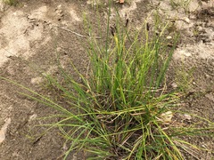Carex eleusinoides