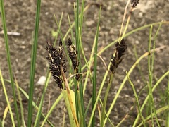 Carex eleusinoides