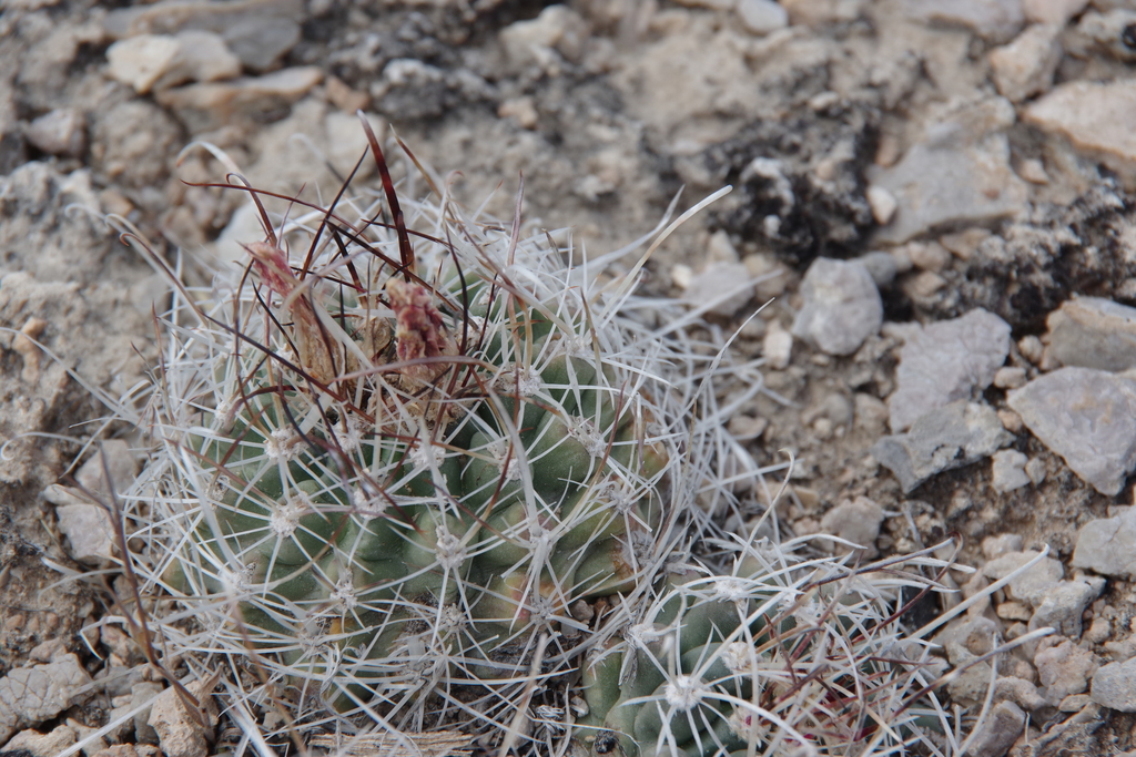 desert valley fishhook cactus