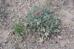 Astragalus calycosus calycosus