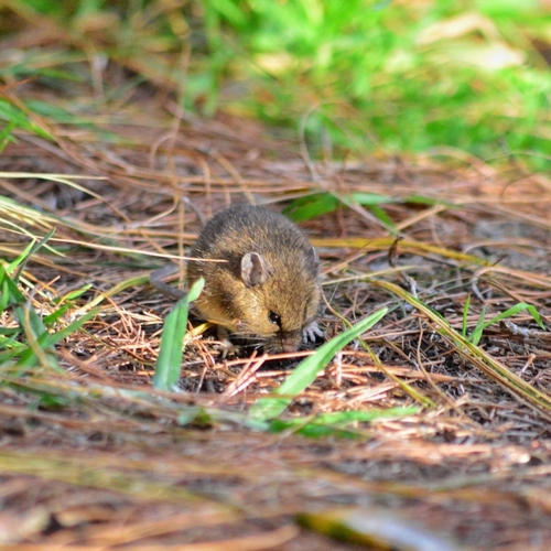 Rodriguez's harvest mouse (Reithrodontomys rodriguezi) — Least Concern Mammalia