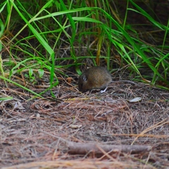 Rodriguez's Harvest Mouse photo 2