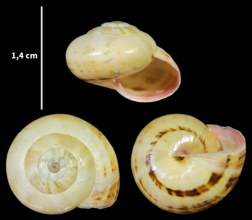 White Italian Snail, Noordwijk, Nederland, photo 6 of 10