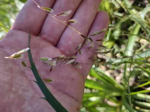 Melica brasiliana observed 2024-10-26