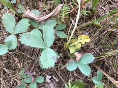 Botrychium neolunaria