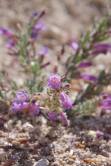 Penstemon thompsoniae