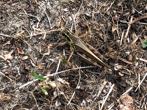Northern Spur-throat Grasshopper photo 5
