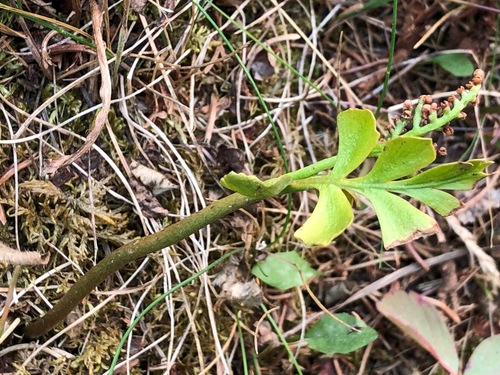 Image of Botrychium alaskense by (c) Jason Grant, some rights reserved (CC BY)